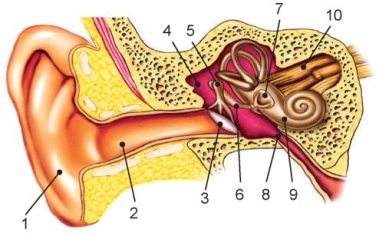 Слухова сенсорна система. Вухо. Гігієна слуху - Біологія (Н54.1–Н54.2).  Частина 2. 8 клас. Соболь